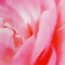 Гигиеническая помада «Губки-Неженки» - с розовым оттенком